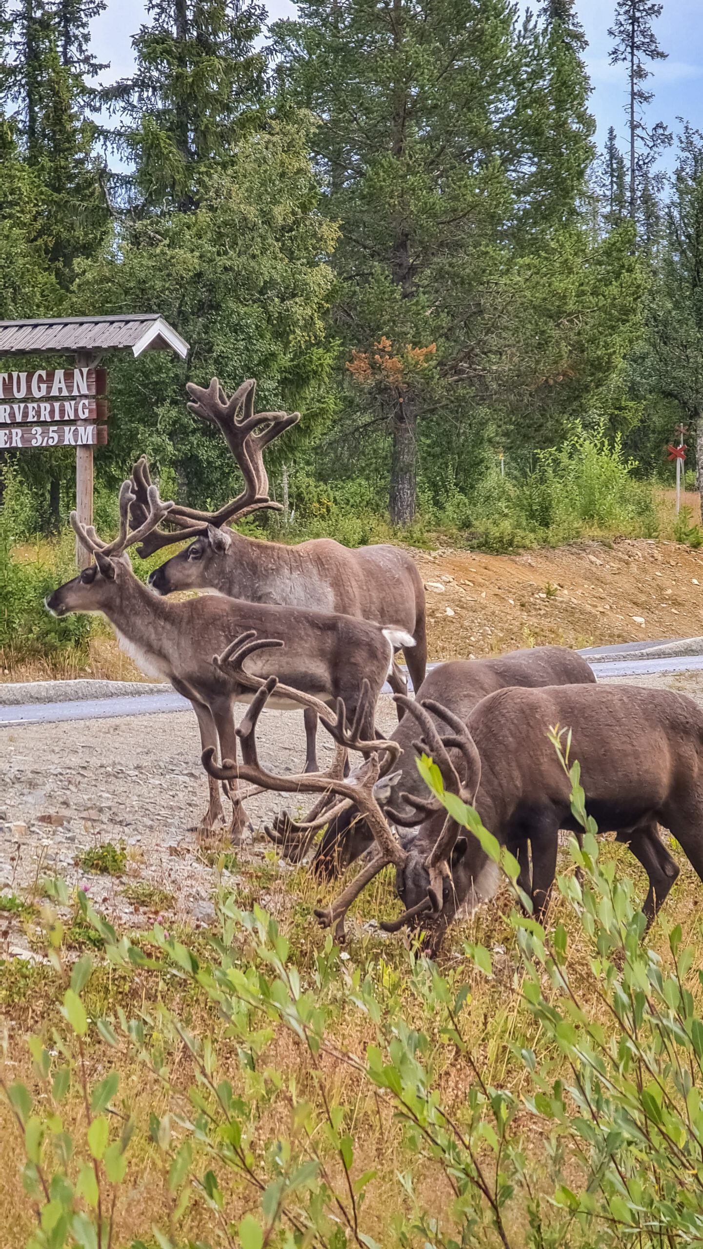 Zweden Lapland met kinderen