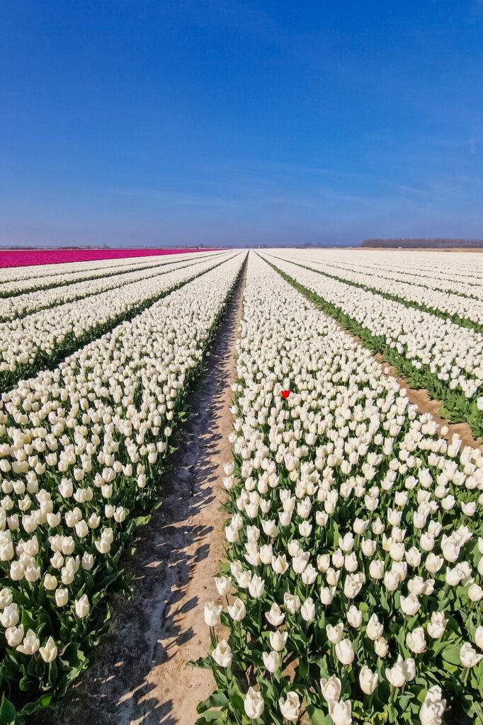 De mooiste tulpenvelden van Nederland
