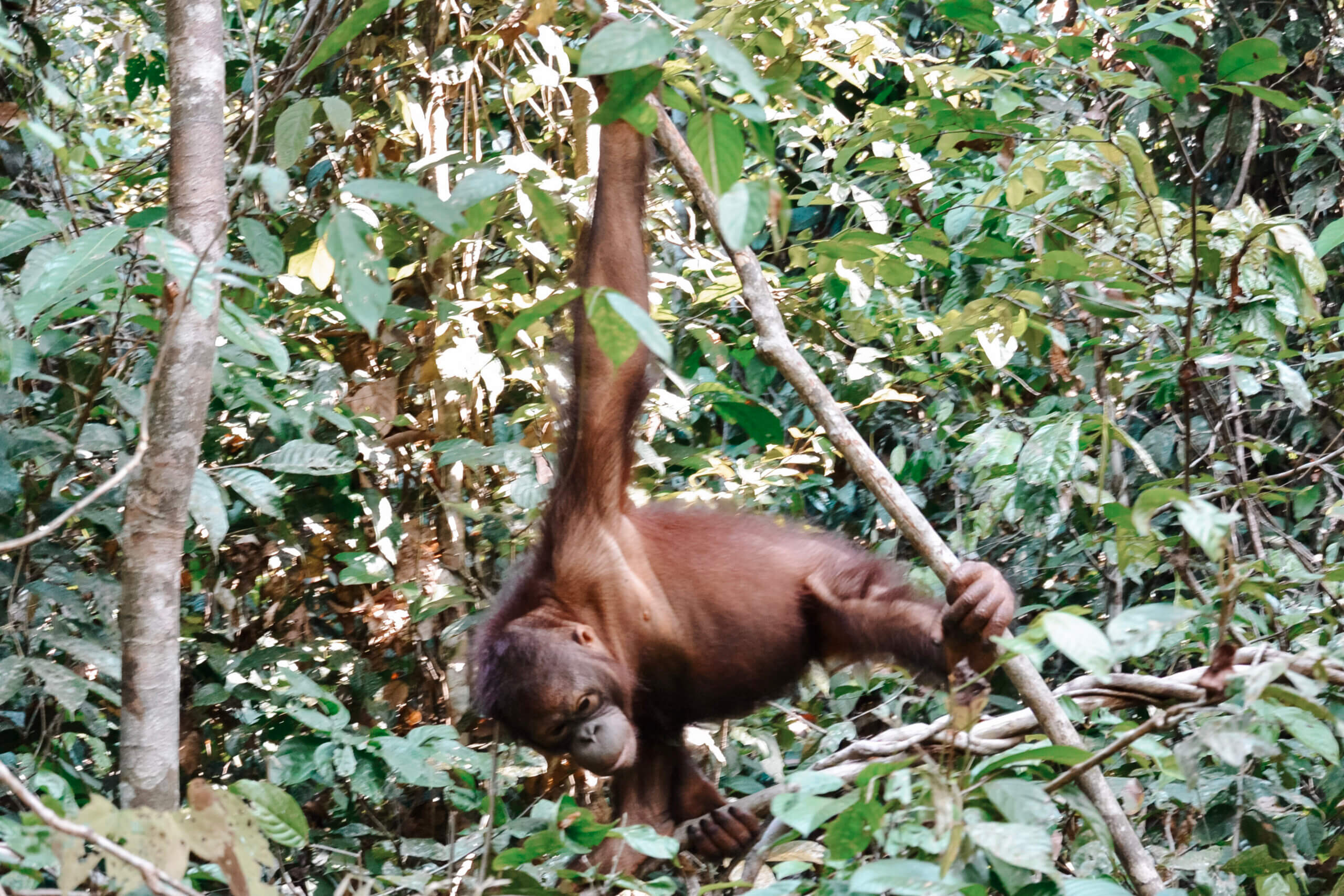 Rondreis Borneo Maleisie met kinderen