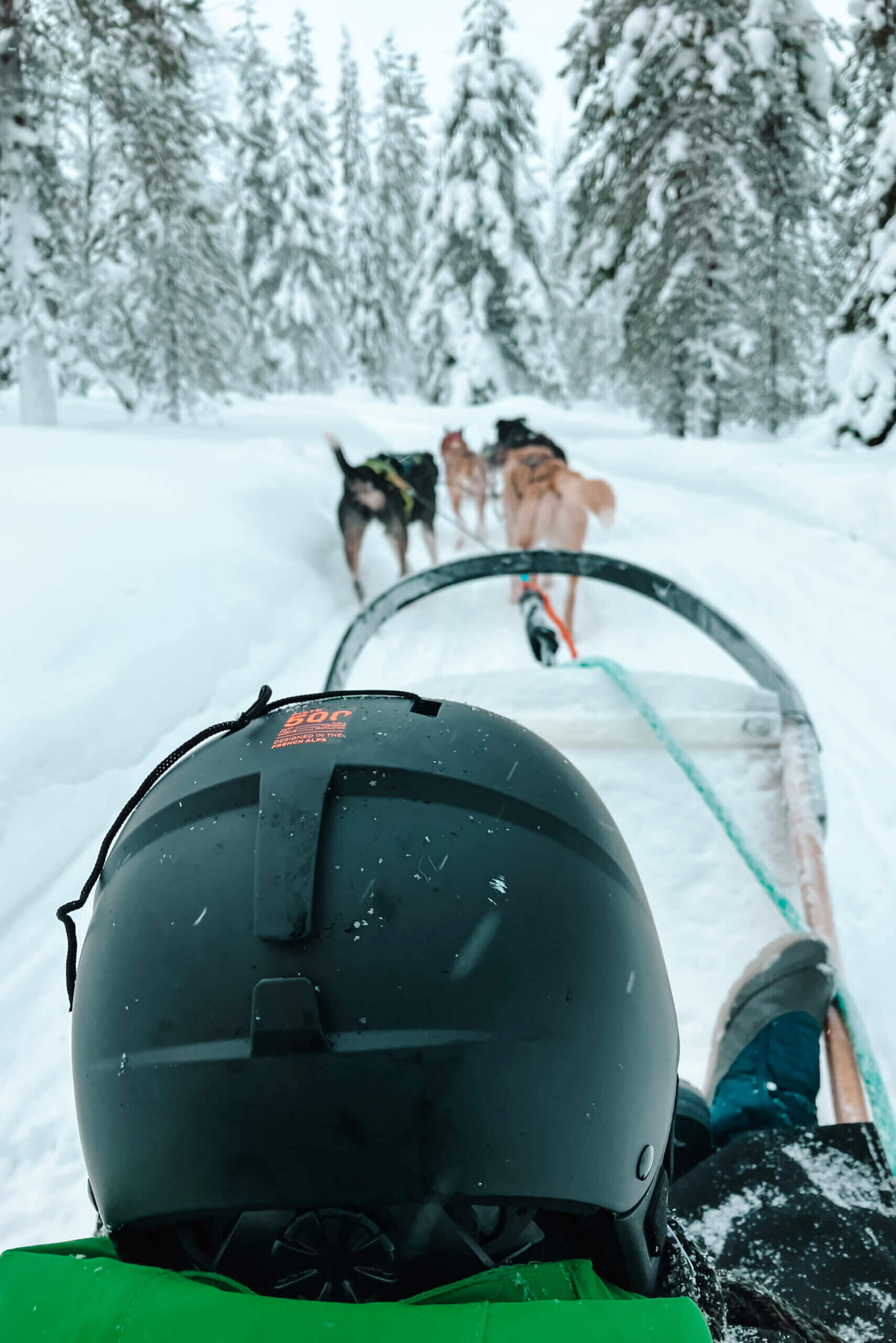 Dog sledding in Finnish Lapland with children