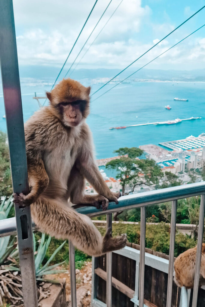 Gibraltar met kinderen - apenrots