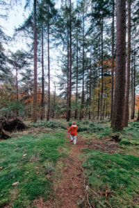 Speelbos Herperduin