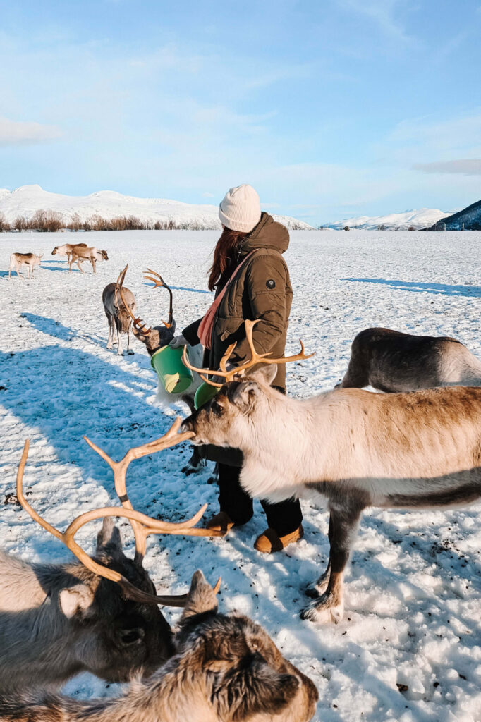 Rendieren voeren in Noors Lapaland