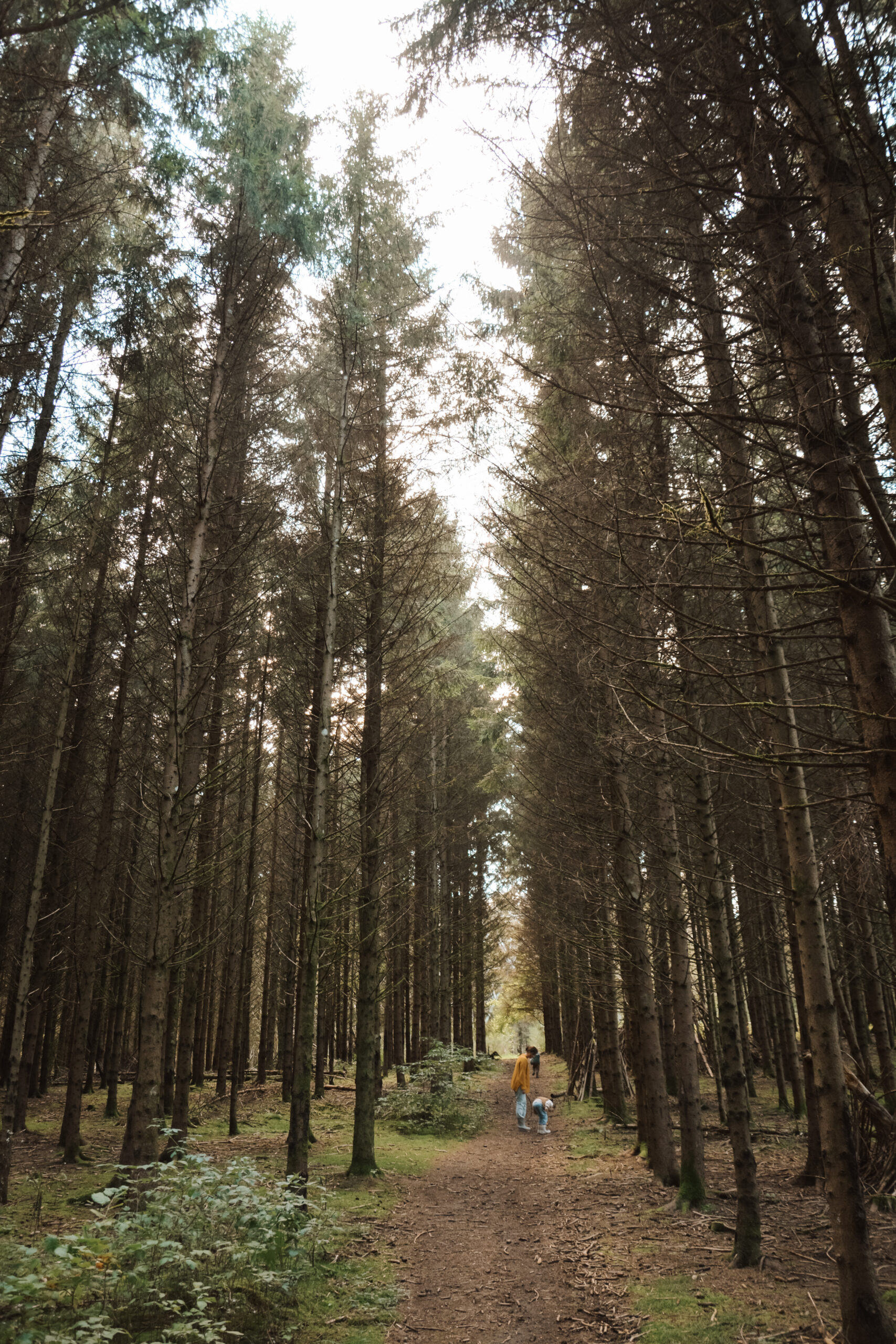 Speelbossen, natuurspeeltuinen en kabouterpaden in Nederland