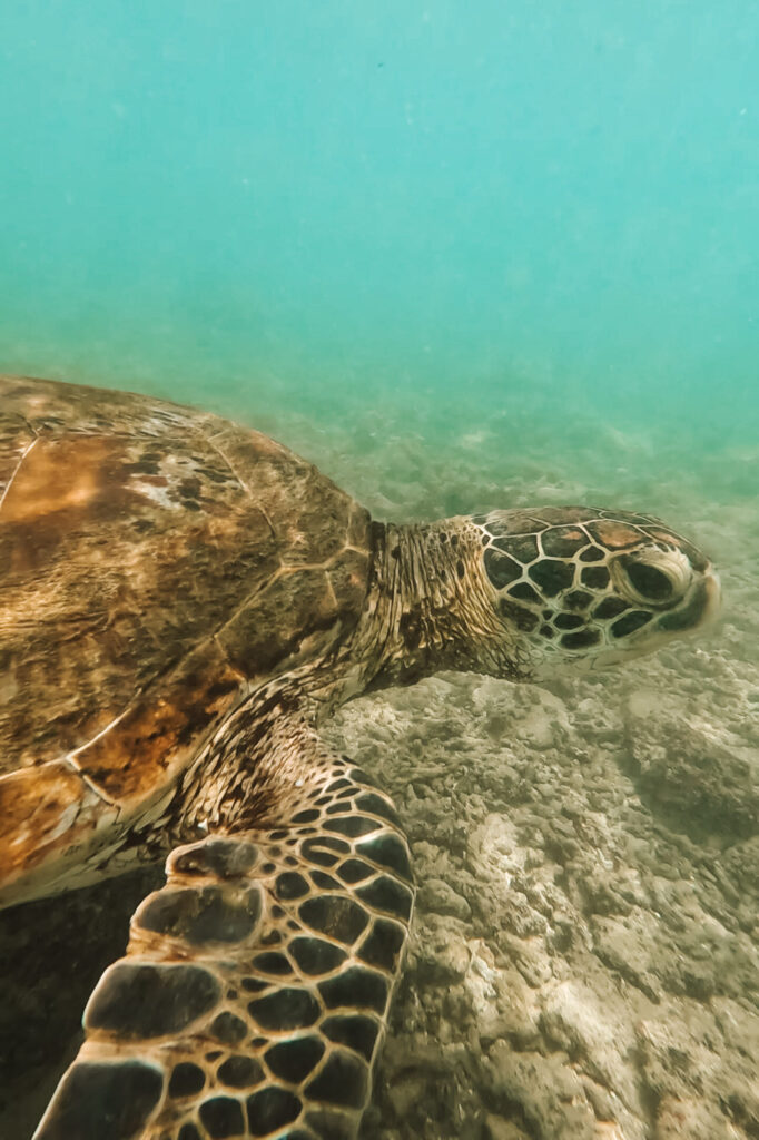 Schildpadden in Sri Lanka