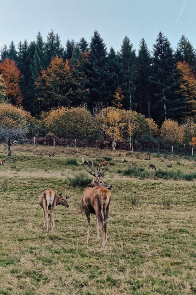 Family Resort Kleinenzhof