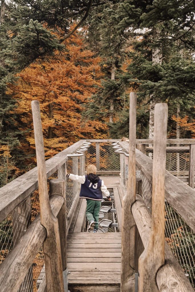 Baumwipfelpfad Bad Wildbad