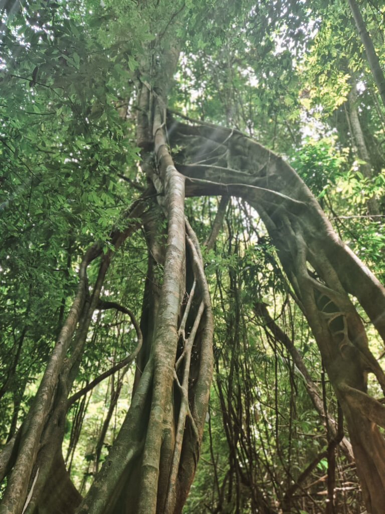 Khao Sok Nationaal Park met kinderen