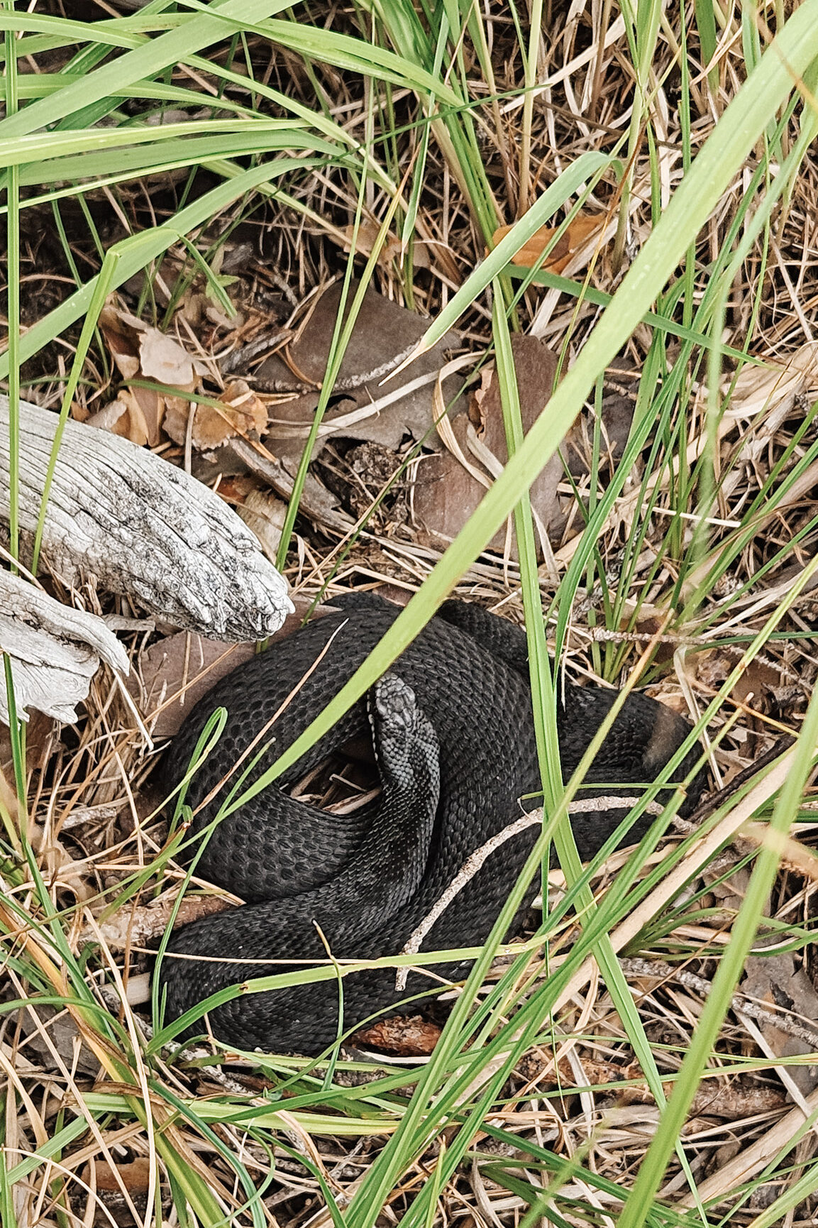 Wildlife Zweden