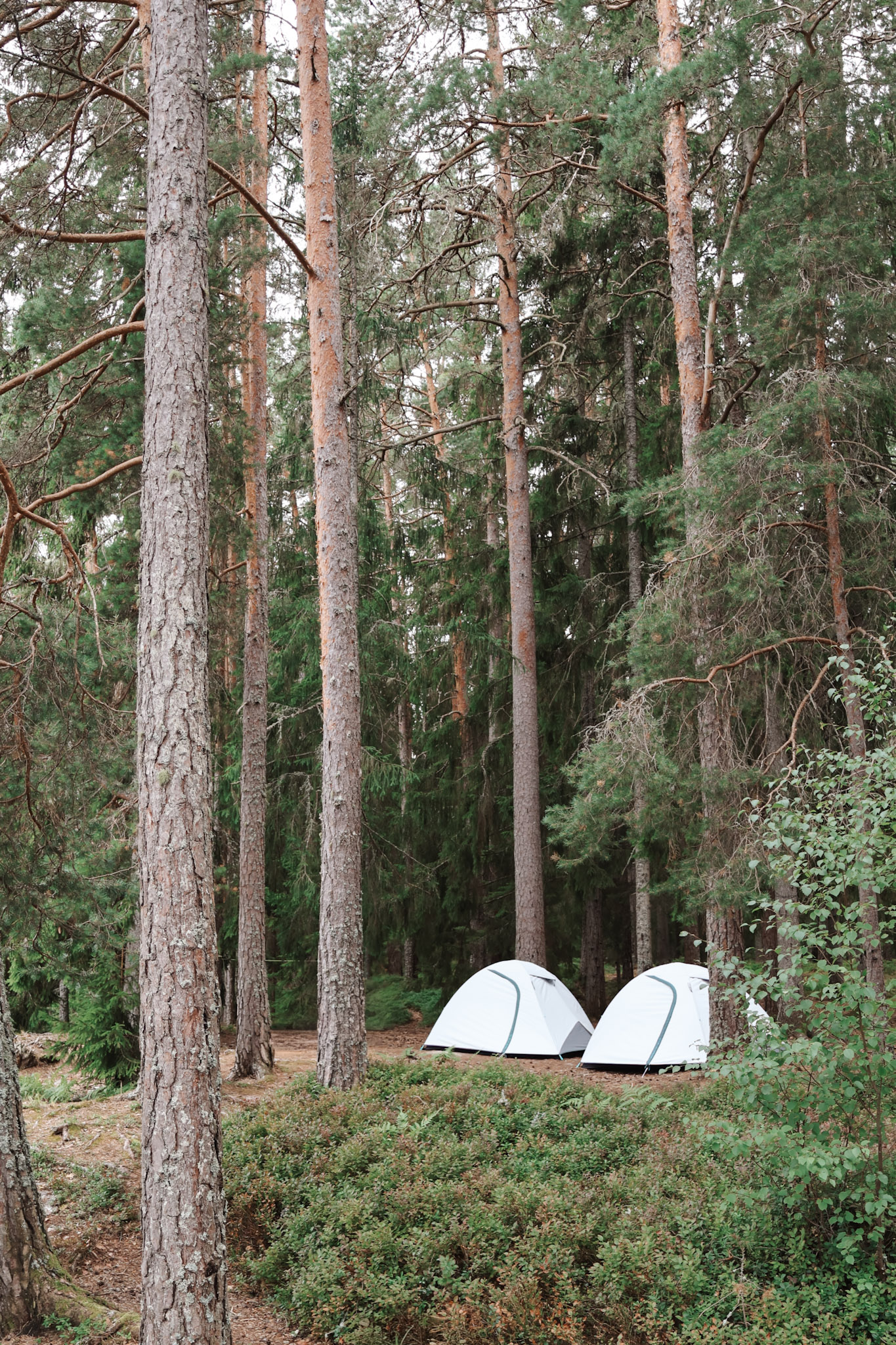 Wildkamperen in Zweden